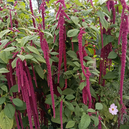 Amaranthus Seeds - Love-Lies-Bleeding