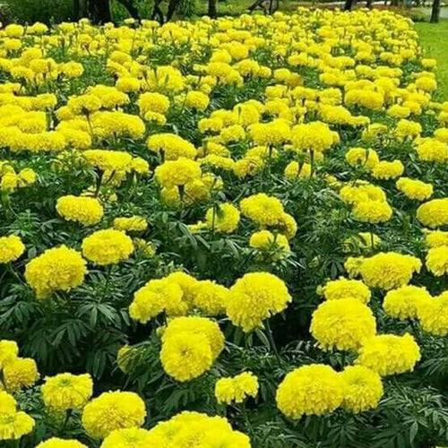 African Marigold Seeds - Large Golden Yellow