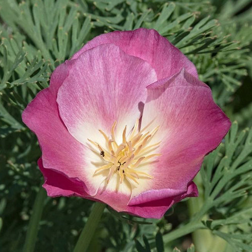 California Poppy Seeds - Pink & Cream