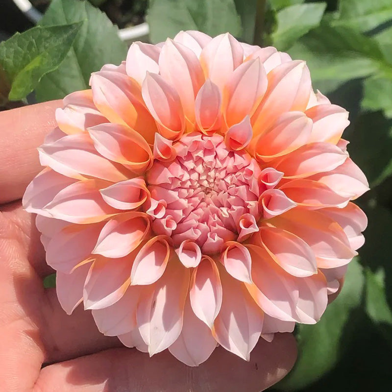 Dahlia Seeds - Coral Ball
