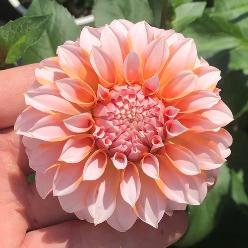 Dahlia Seeds - Coral Ball