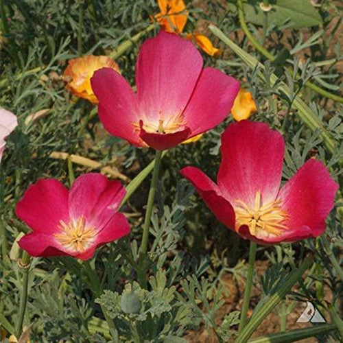 California Poppy Seeds - Pink Bicolor