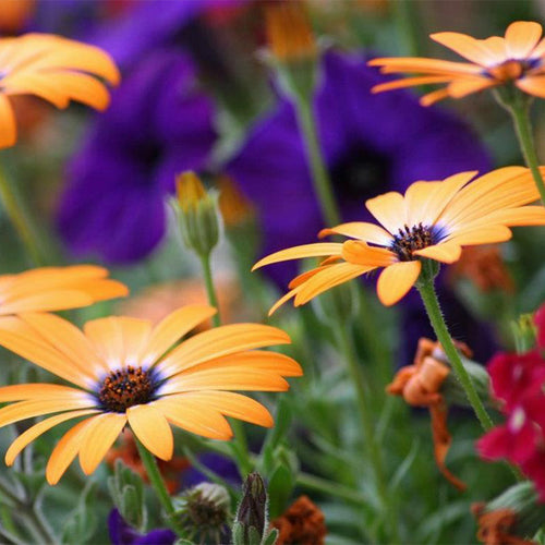 African Daisy Seeds - Orange with Blue Eye