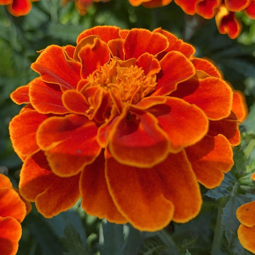African Marigold Seeds - Fiery Orange & Gold