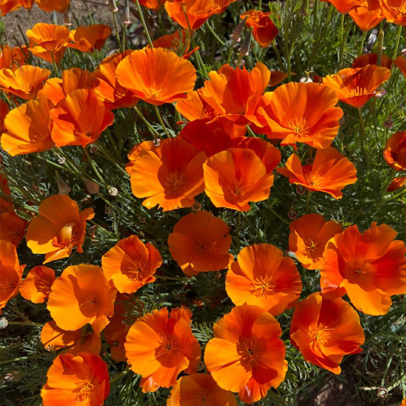 California Poppy Seeds - Bright Orange