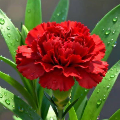 Carnation Seeds - Deep Red (Dianthus)