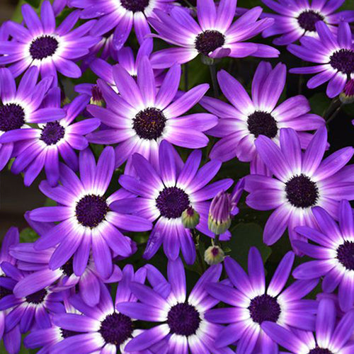 African Daisy Seeds - Purple White-Eye