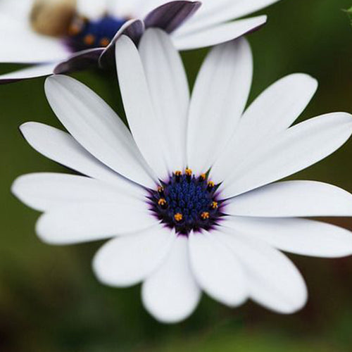 African Daisy Seeds - White Indigo Eye