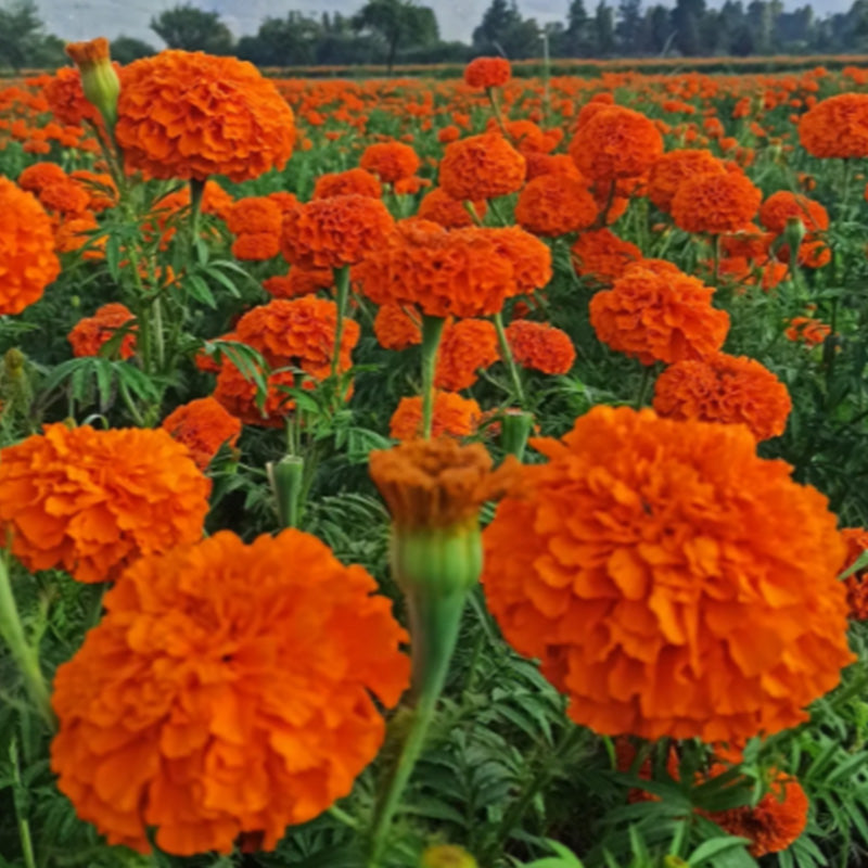 African Marigold Seeds - Giant Orange Ball