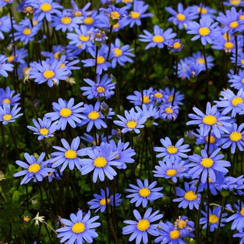 Blue Daisy Seeds - Sky Blue (Felicia)