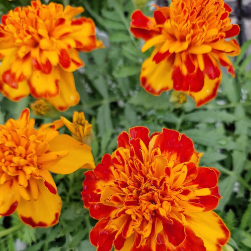 African Marigold Seeds - Tiger Striped French
