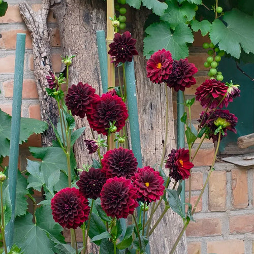 Dahlia Seeds - Deep Burgundy