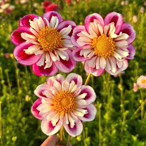Dahlia Seeds - Anemone Star