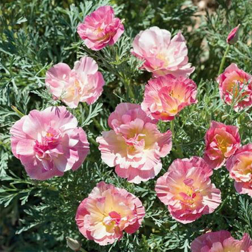 California Poppy Seeds - Ruffled Pastel