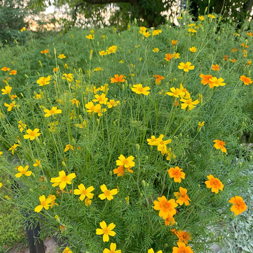 African Marigold Seeds - Lemon Gem