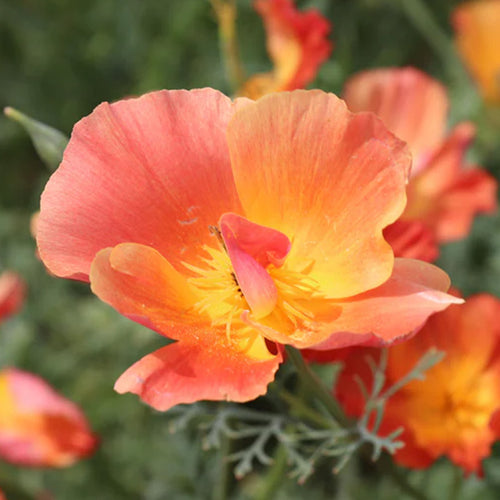 California Poppy Seeds - Salmon Coral