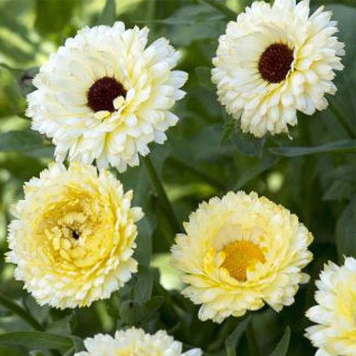 Calendula Seeds - Creamy White