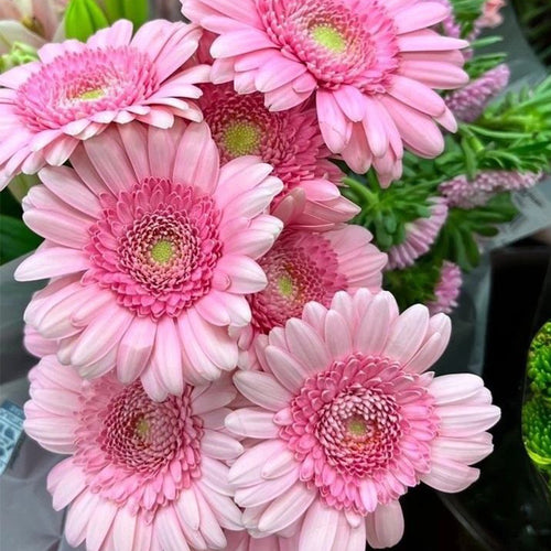 African Daisy Seeds - Pink Double Gerbera
