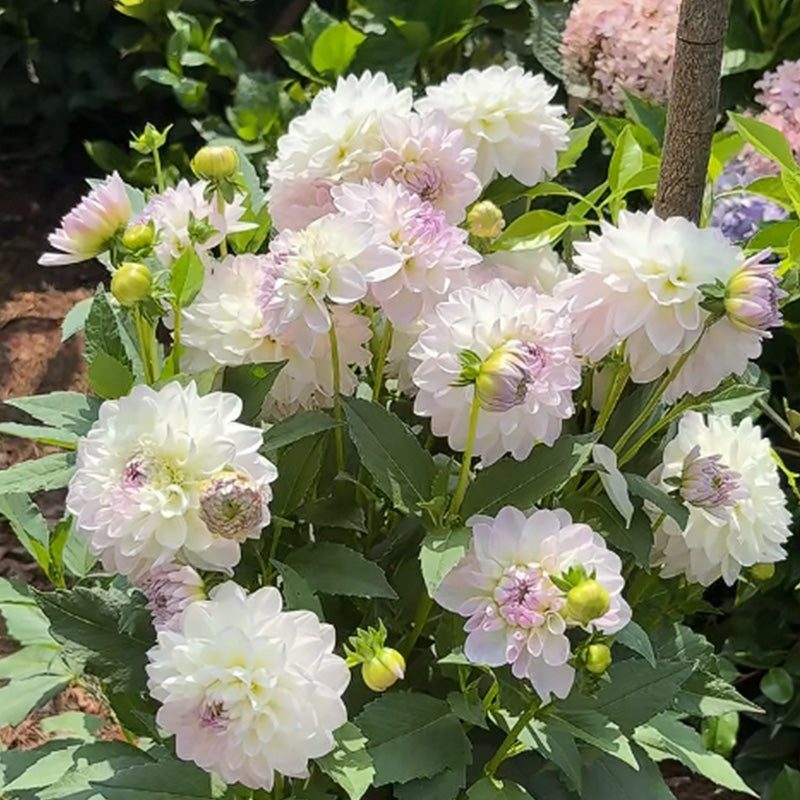 Dahlia Seeds - White Lavender Center