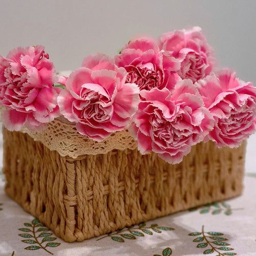 Carnation Seeds - Reverse Pink Picotee