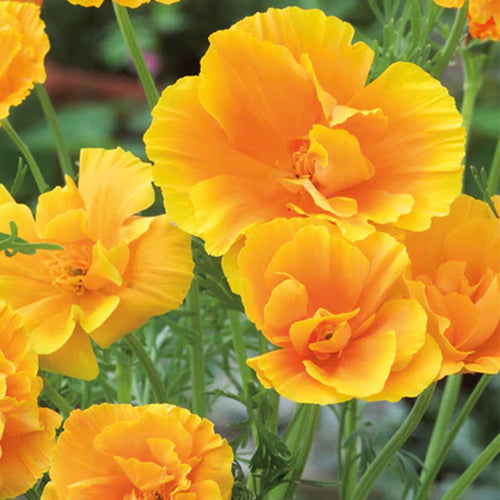 California Poppy Seeds - Golden Semi-Double