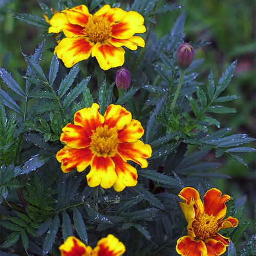 African Marigold Seeds - Yellow with Red Center