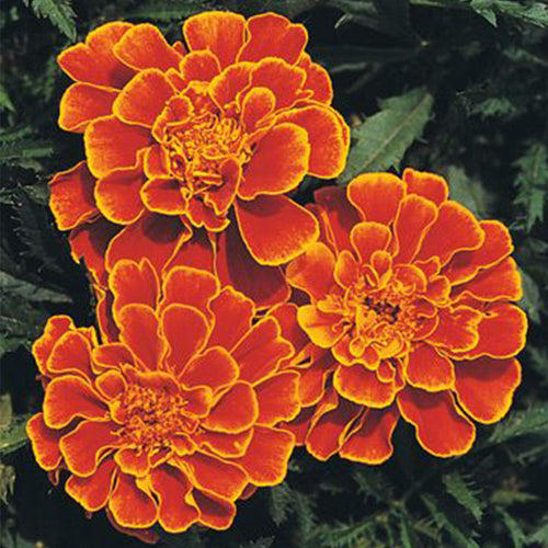 African Marigold Seeds - Red with Gold Edge