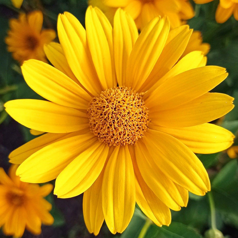 Marguerite Daisy Seeds - Sunny Yellow