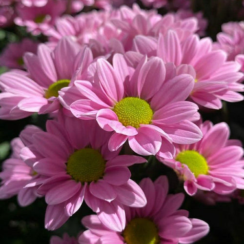 Marguerite Daisy Seeds - Pink Semi-Double