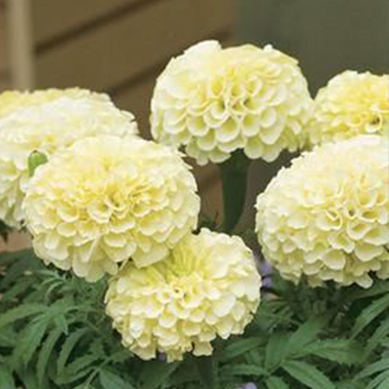 African Marigold Seeds - Creamy White Double
