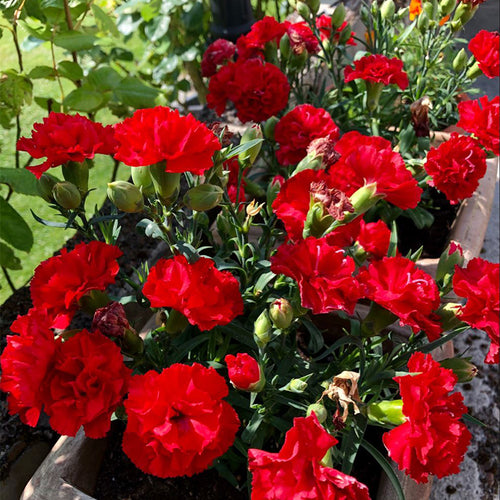 Carnation Seeds - Deep Red (Dianthus)