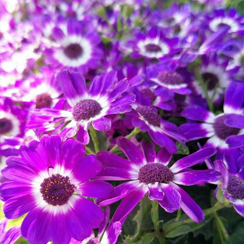 African Daisy Seeds - Purple White-Eye