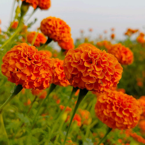 African Marigold Seeds - Giant Orange Ball