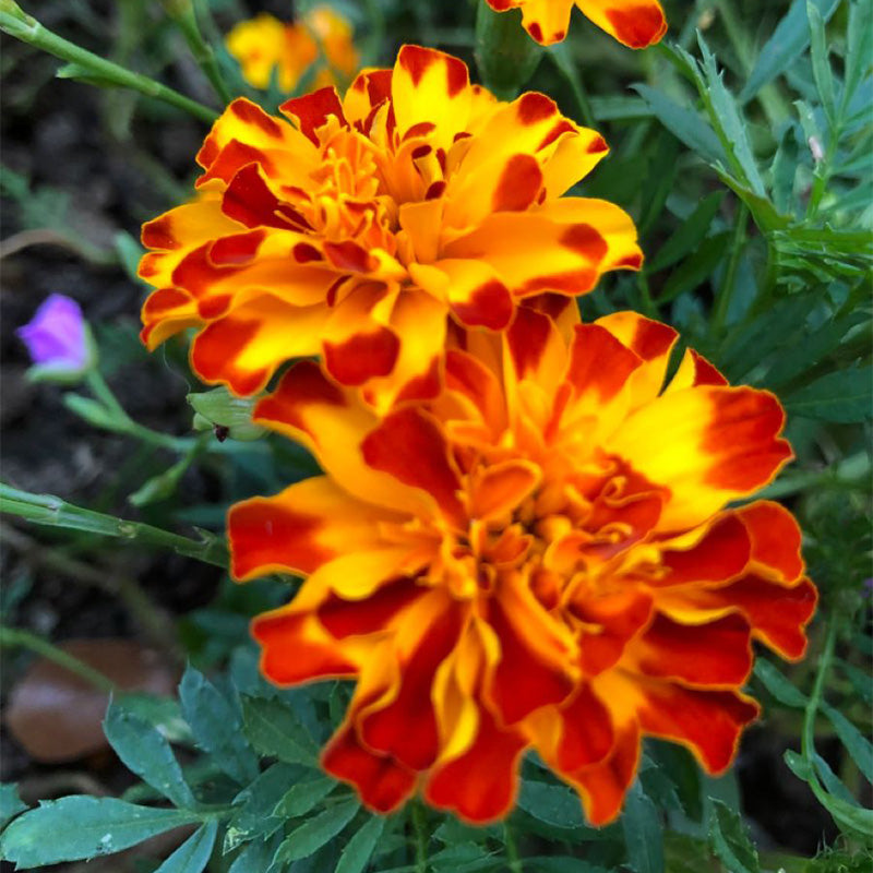 African Marigold Seeds - Tiger Striped French