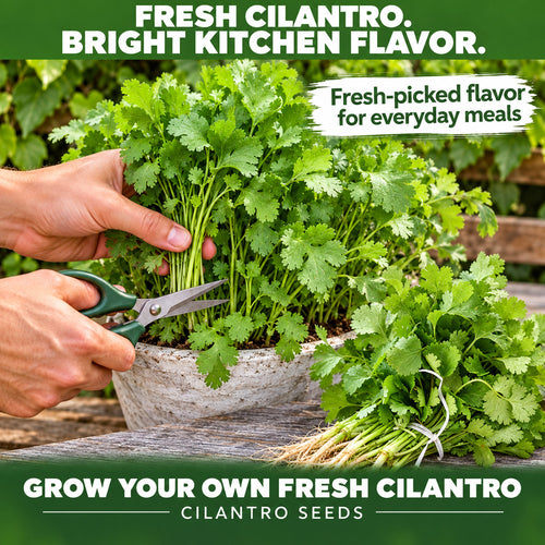 Cilantro Seeds – Fresh Herb Seeds for Home Garden & Kitchen Growing