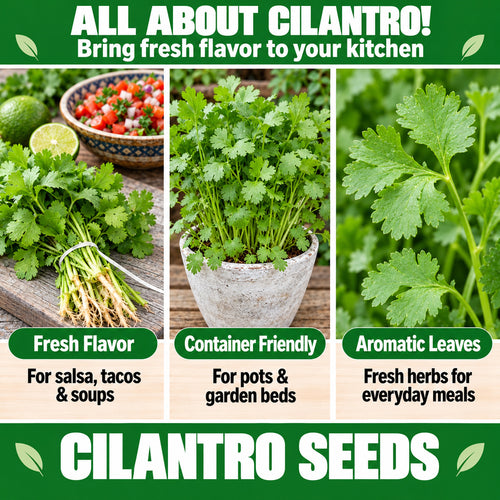 Cilantro Seeds – Fresh Herb Seeds for Home Garden & Kitchen Growing