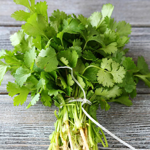 Cilantro Seeds – Fresh Herb Seeds for Home Garden & Kitchen Growing