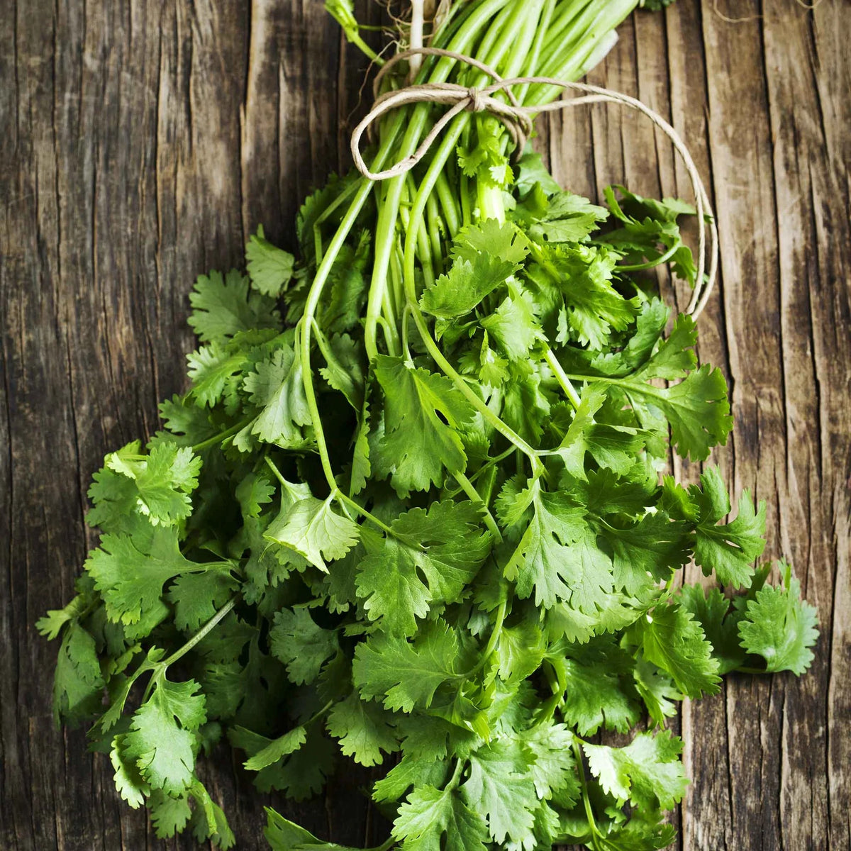 Cilantro Seeds – Fresh Herb Seeds for Home Garden & Kitchen Growing