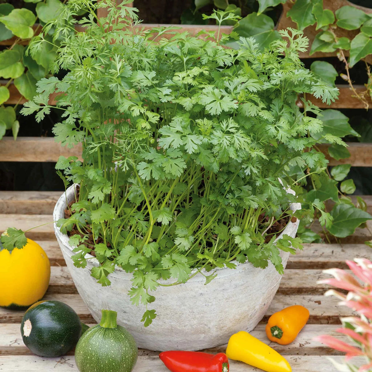 Leisure Cilantro Seeds – Fresh Herb Seeds for Home Garden & Pots