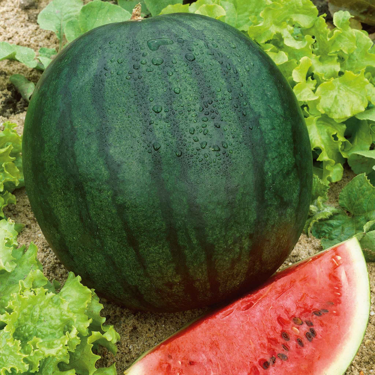Florida Giant Watermelon Seeds – Large Melons with Sweet Red Flesh