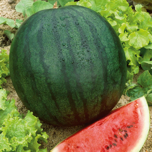 Florida Giant Watermelon Seeds – Large Melons with Sweet Red Flesh