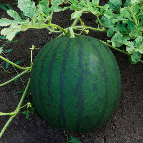 Florida Giant Watermelon Seeds – Large Melons with Sweet Red Flesh