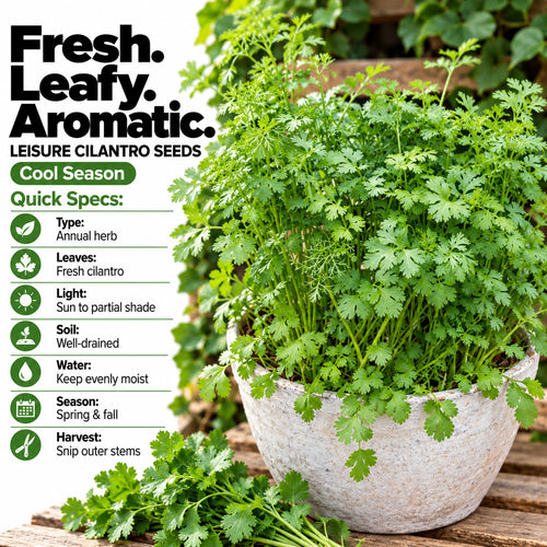 Leisure Cilantro Seeds – Fresh Herb Seeds for Home Garden & Pots