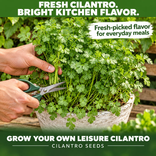 Leisure Cilantro Seeds – Fresh Herb Seeds for Home Garden & Pots