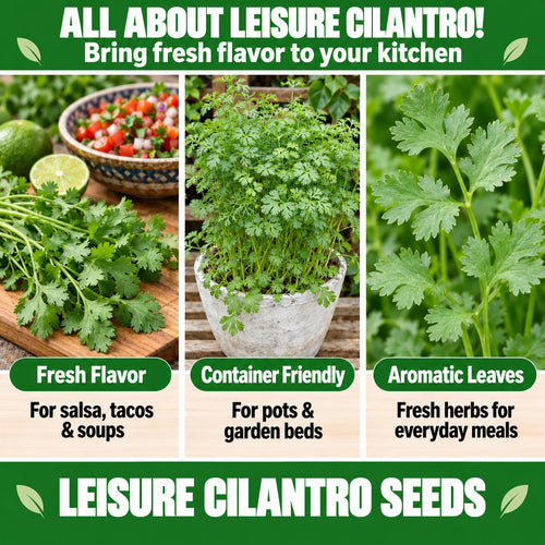 Leisure Cilantro Seeds – Fresh Herb Seeds for Home Garden & Pots