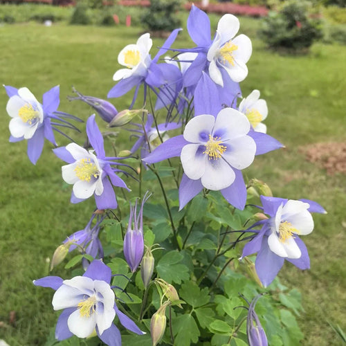 Columbine Seeds - Blue & White