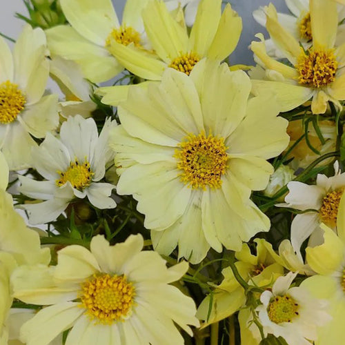 Cosmos Seeds - Yellow
