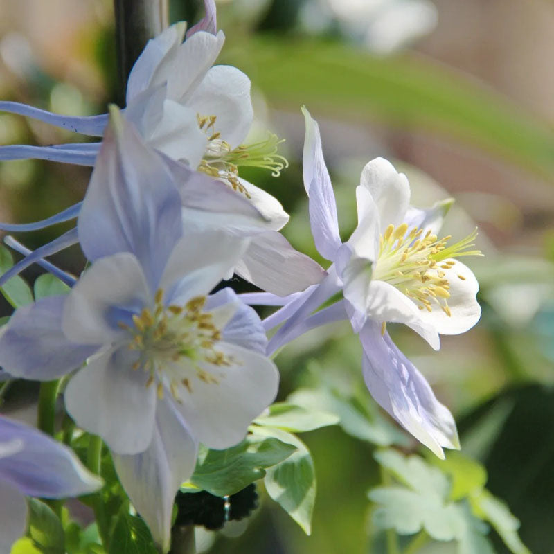 Columbine Seeds - Light Blue & White
