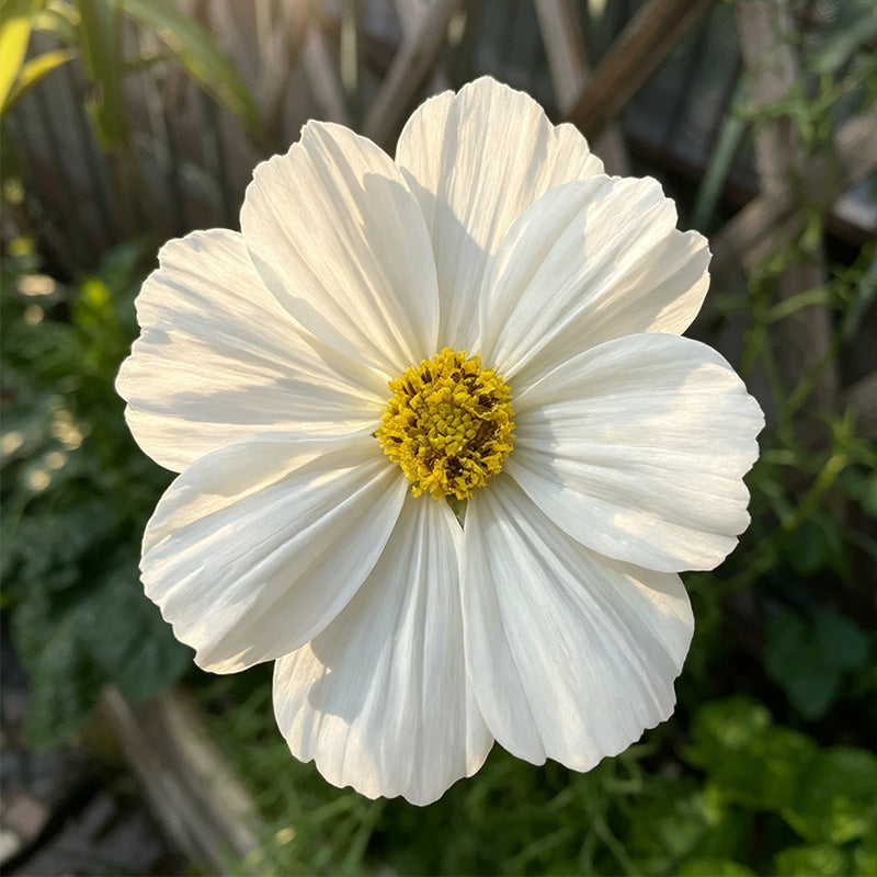 Cosmos Seeds - Pure White
