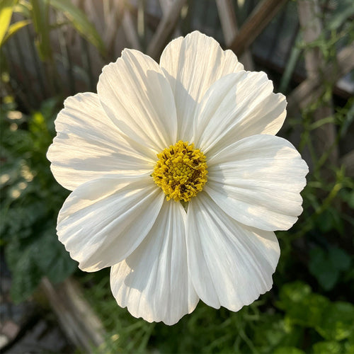 Cosmos Seeds - Pure White